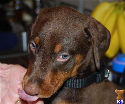 Doberman Pinscher Puppies in TX